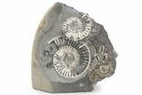 Fossil Ammonite (Arnioceras) Cluster - Klive, England #243500-1